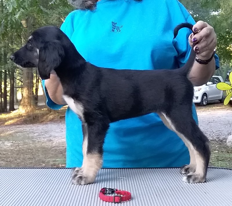 Red Girl 7 Weeks.jpg - 1661 K